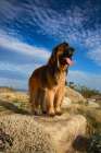 Leonberger on duty Art Print